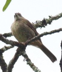 Iole viridescens
