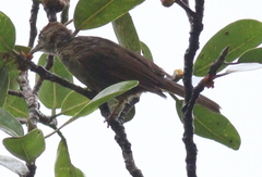 Iole viridescens