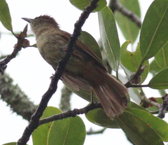 Iole viridescens