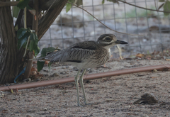 Burhinus vermiculatus