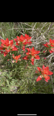 Castilleja indivisa