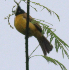 Rubigula flaviventris