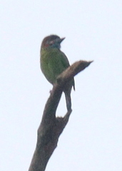 Psilopogon duvaucelii