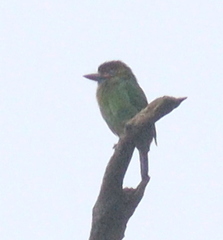 Psilopogon duvaucelii