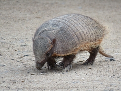 Chaetophractus villosus