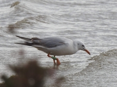 Chroicocephalus genei