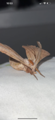 Smerinthinae