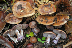 Thaxterogaster purpurascens