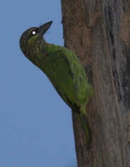Psilopogon faiostrictus