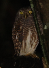 Glaucidium cuculoides