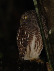 Glaucidium cuculoides
