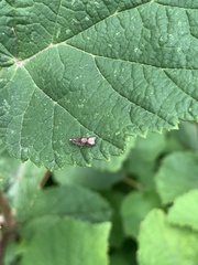 Syricoris lacunana