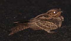 Caprimulgus macrurus