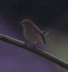 Ficedula