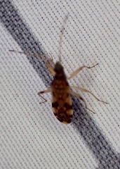 Ozophora picturata