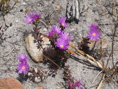Lampranthus falcatus