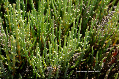 Arthrocaulon macrostachyum