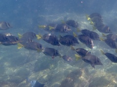 Prionurus laticlavius