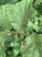 Apoderus coryli