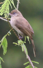 Pycnonotus conradi