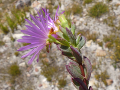 Lampranthus falcatus
