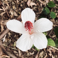Hibiscus arnottianus