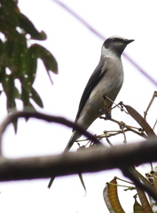 Pericrocotus divaricatus