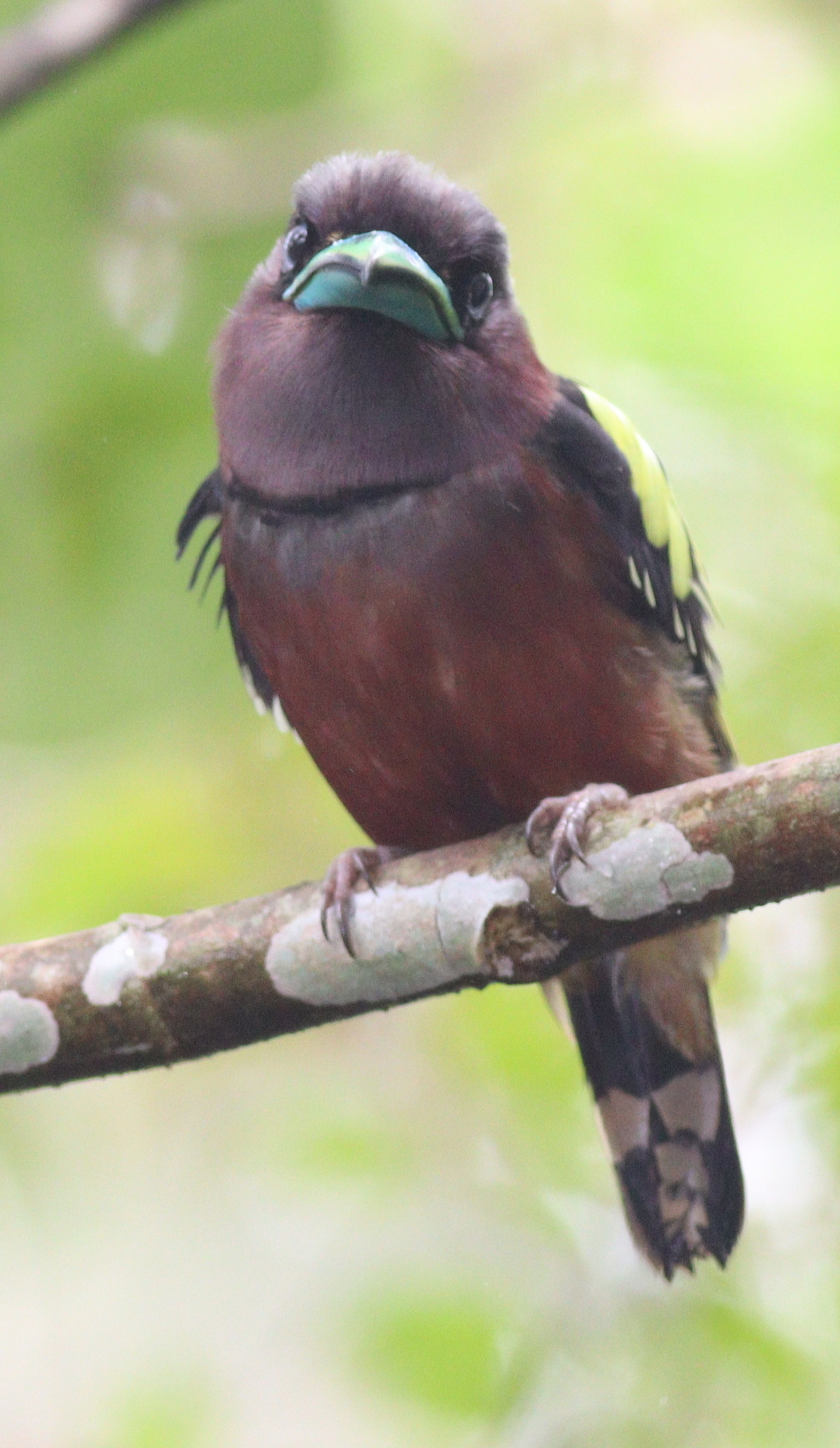 Banded Broadbill (Eurylaimus javanicus)