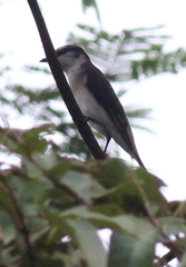 Pericrocotus divaricatus