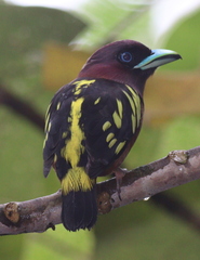 Eurylaimus javanicus