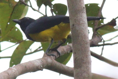 Melanochlora sultanea