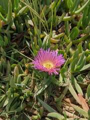 Carpobrotus chilensis