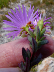Lampranthus falcatus