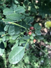 Zanthoxylum bungeanum
