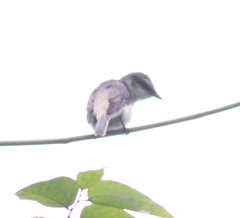 Pericrocotus cantonensis