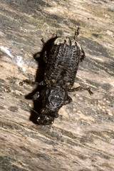 Platyrhinus resinosus