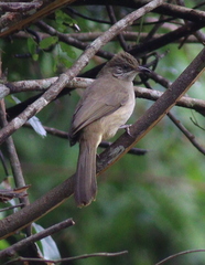 Pycnonotus conradi