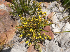 Aspalathus marginata