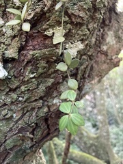 Peperomia tetraphylla