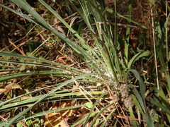 Yucca louisianensis