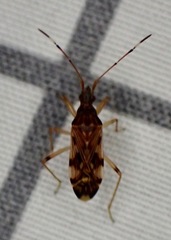 Ozophora picturata