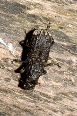 Platyrhinus resinosus