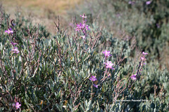 Limoniastrum monopetalum