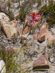 Tritoniopsis antholyza