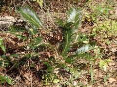 Cycas revoluta