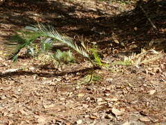 Cycas revoluta