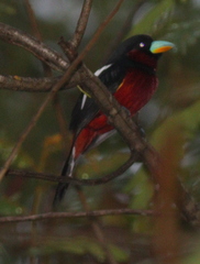 Cymbirhynchus macrorhynchos