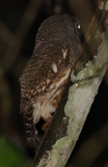 Glaucidium cuculoides
