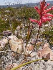 Tritoniopsis antholyza