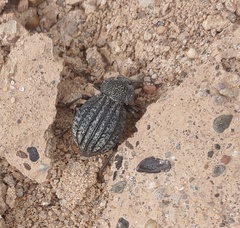 Philolithus sordidus